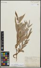 Foto von Salix alba subsp. micans (Andersson) Rech. f.